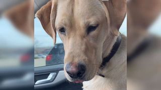 Hundebetreuung: Labrador fliegt nach 20 Minuten aus Hundepension